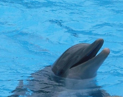 Dolphin show in Tenerife — Two for the Row'd